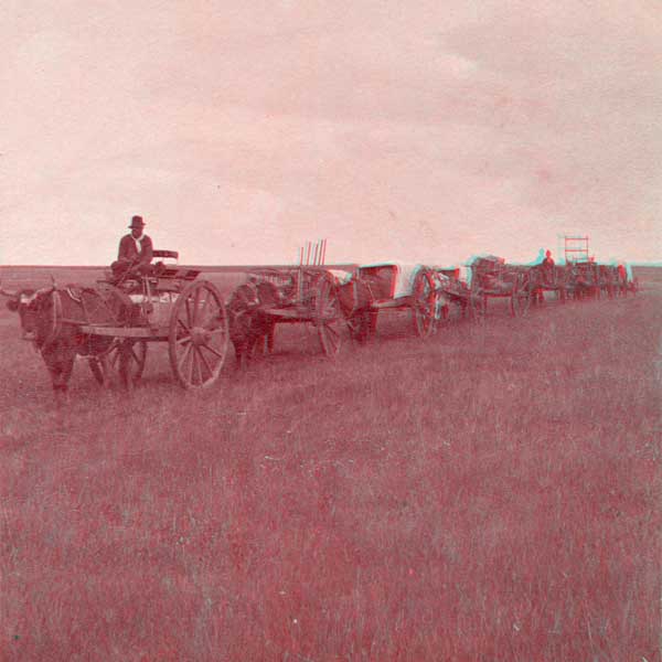 The Half-Breeds&rsquo; Ox and Cart Train