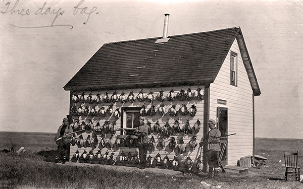 Three days bag. Like many of the businessmen and professionals of his day, Dan Bain was a keen duck hunter. In this view, taken in the early 20th century at Delta Marsh, Bain (left) and two friends display the results of three days of hunting. Such a high number would not be possible today, not only because it would exceed legal bag limits, but also because deterioration of the marsh has reduced dramatically the number of ducks in the marsh from the highs seen in Bain&rsquo;s day.