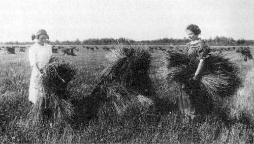 Haying at the Crossley farm near Grandview, Manitoba, 1916.