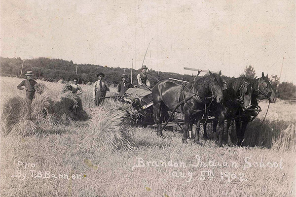 Boys swathing and stooking wheat on the fields of the Brandon Residential School, August 1902.