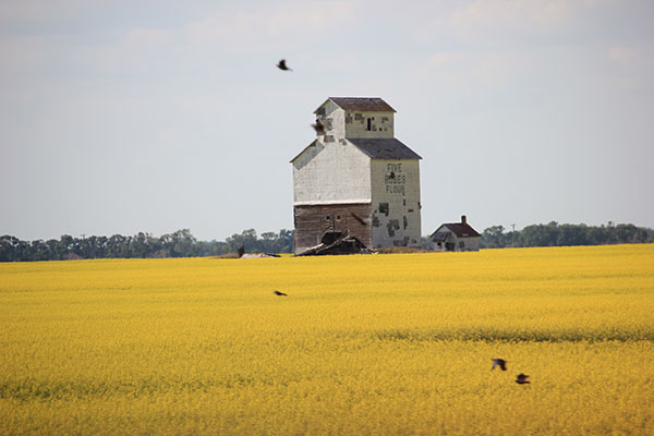 Former Lake of the Woods grain elevator at Cameron