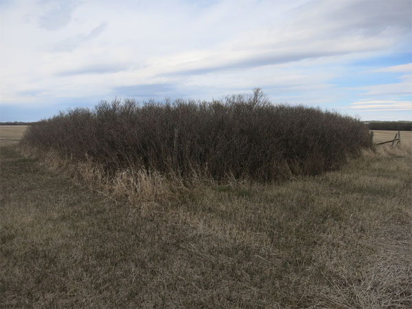 Clyde Family Cemetery