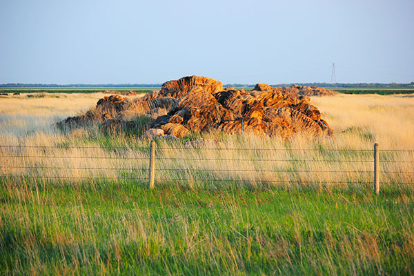 Abandoned wheat straw piles in the strawyard