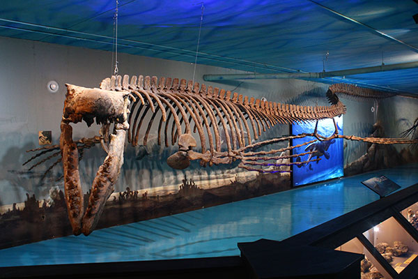“Bruce,” the largest mosasaur found in Canada, at the Canadian Fossil Discovery Centre