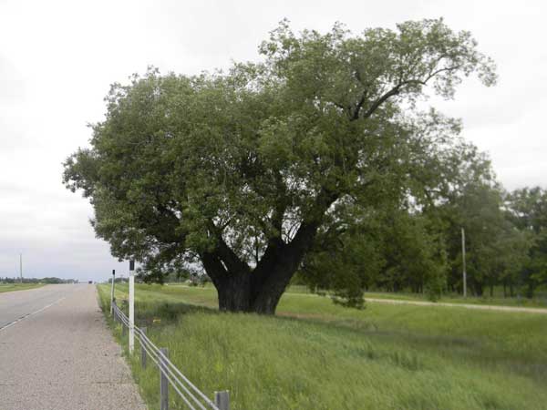 North Half-Way Tree on the west-bound highway lane