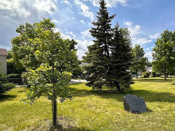 Commemorative monument and oak tree for murdered and missing women and girls, men and boys, and lesbian, gay, bisexual, transgender, queer, and two-spirit people