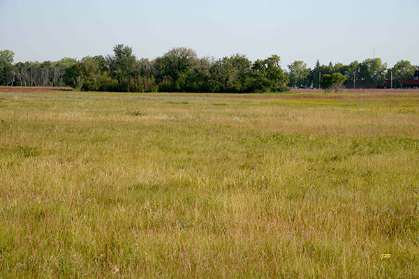 Prairie at the Living Prairie Museum