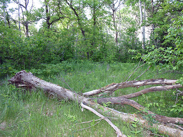Metigoshe Metis Cemetery