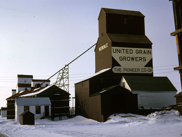 Original United Grain Growers elevator at Newdale, with the Pool elevators at left background