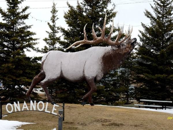 Onanole Elk