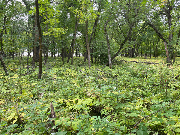 The undercanopy of Oxbow Woods