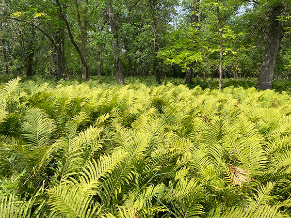 The undercanopy of Oxbow Woods