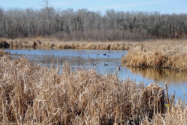 Eve Werier Waterfowl Pond