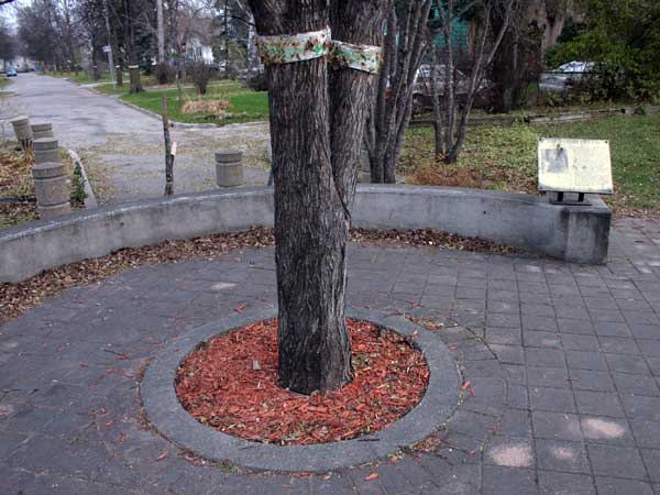 Wolseley Elm commemorative plaque