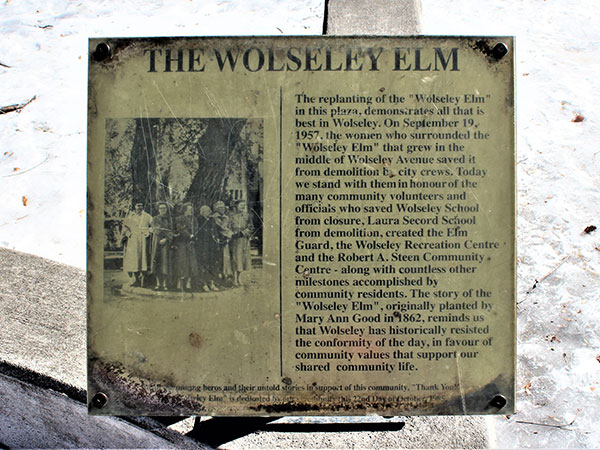 Wolseley Elm commemorative plaque